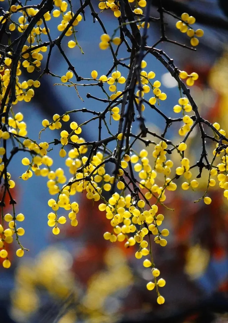 稜枝槲寄生Viscum diospyrosicola