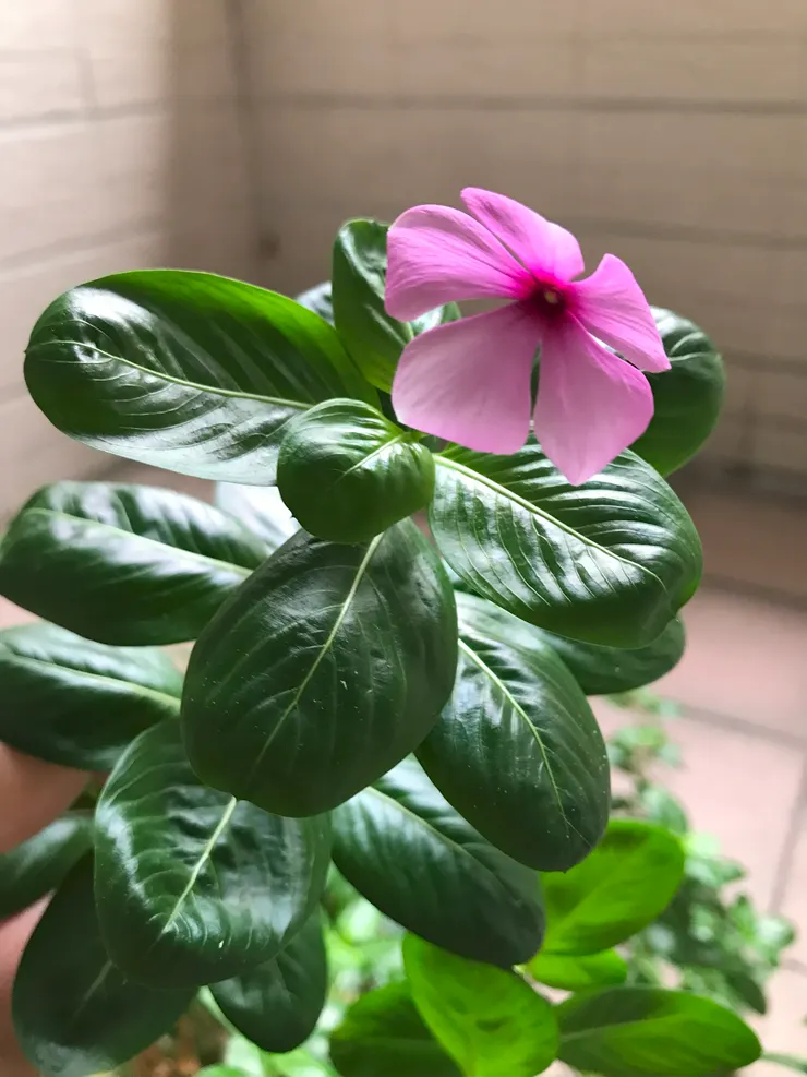 種很久沒開花的日日春，慶祝國慶日開花了，呵呵