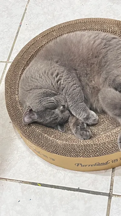 一世睡在貓抓板上