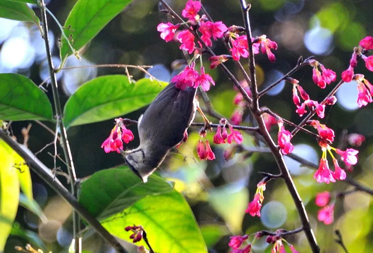 【共享每一個白天黑夜與這片山林 ，途中交會但覺人與物相親無猜嫌！冠羽畫眉】