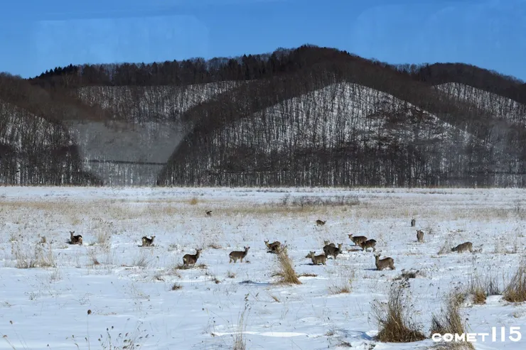 車窗就能看見鹿群出現在雪原上