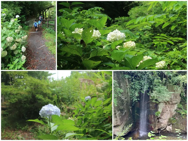 夏季雖然沒有楓紅,但是滿滿的繡球花、綠意和水聲,走起來也相當舒服