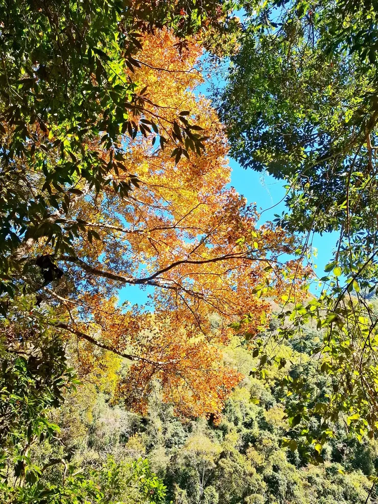 這季節，步道途中隨意抬起頭，都是一幅美景