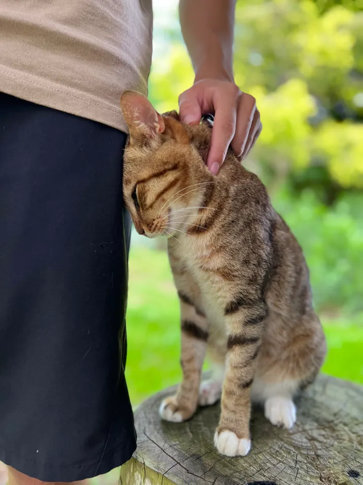 不怕，摸摸，說說困擾你的貓事吧！(@朵莉絲森林民宿)