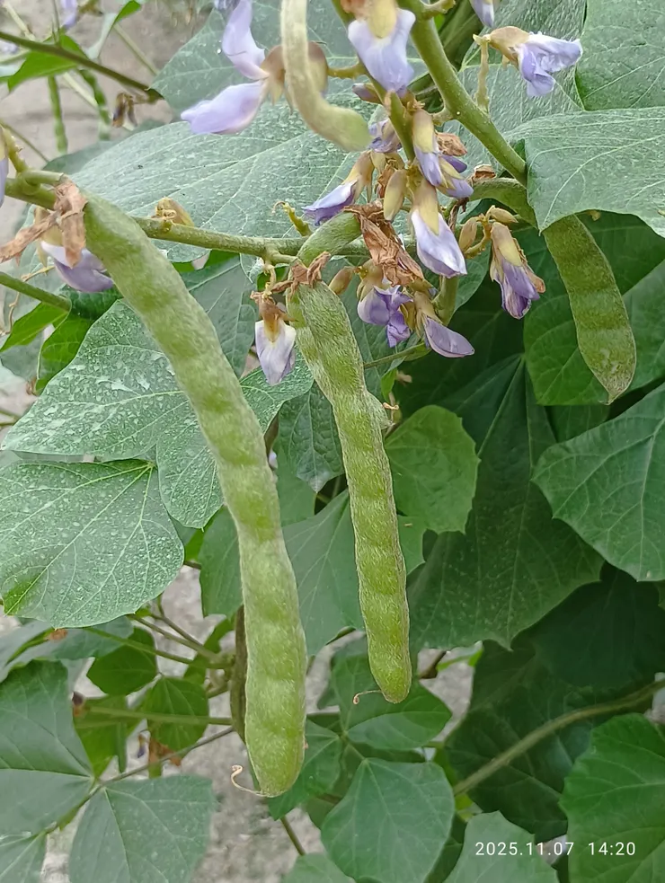 豆薯的花與果莢（不能吃），只能食用其球莖塊莖，自拍攝