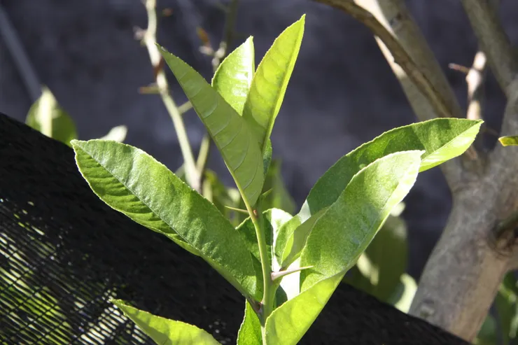 葉序。圖 / 佛光山佛陀紀念館、莊溪