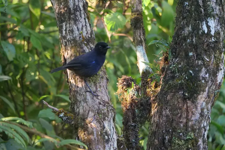 很會唱歌的小鳥