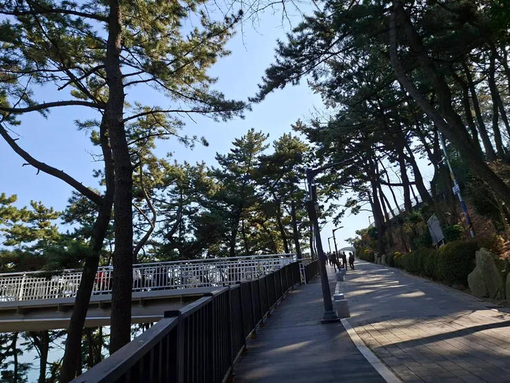 前往纜車口，沿途的樹林也很美