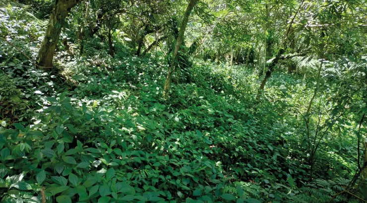 三峽一處山藍（農傳媒的照片）