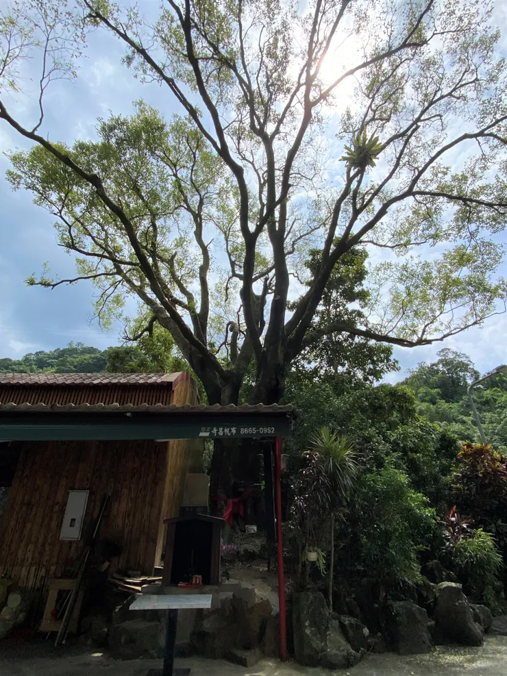 古老的朴樹與山神廟