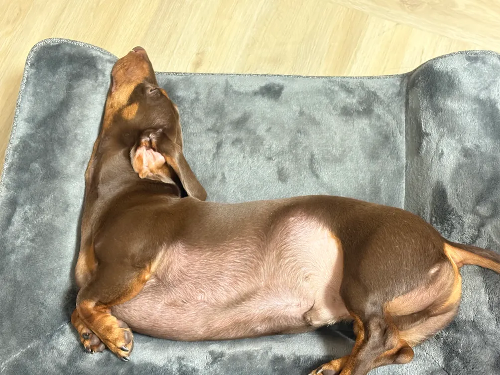 你媽豬肉的沙龍