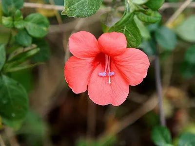 紅花假杜鵑｜一花一木一世界