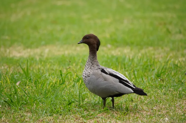 ♂ Maned Duck 