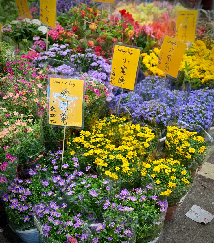 絲河菊？小蜜蜂、六倍莉，都很美