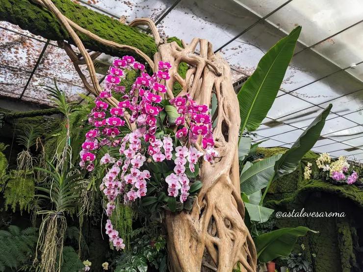 蘭花館內的蘭花