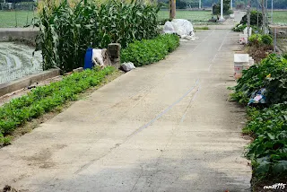 一旁還留有平安燈-往大林方向拍&nbsp;