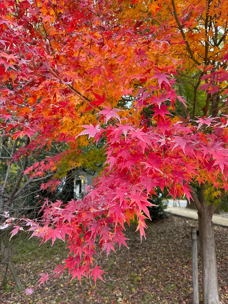 大阪萬博記念公園