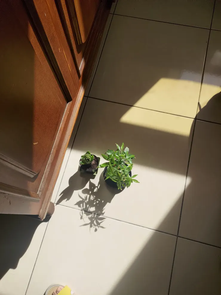 曬太陽的風信子與馬拉巴栗