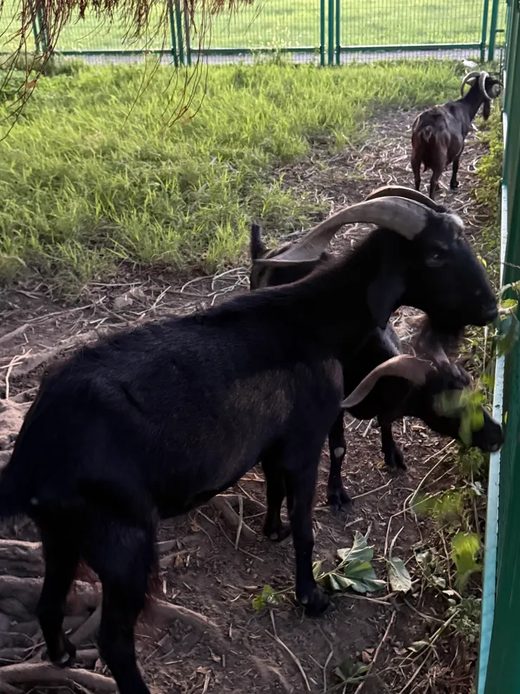 2025/10/05 公園裡的羊