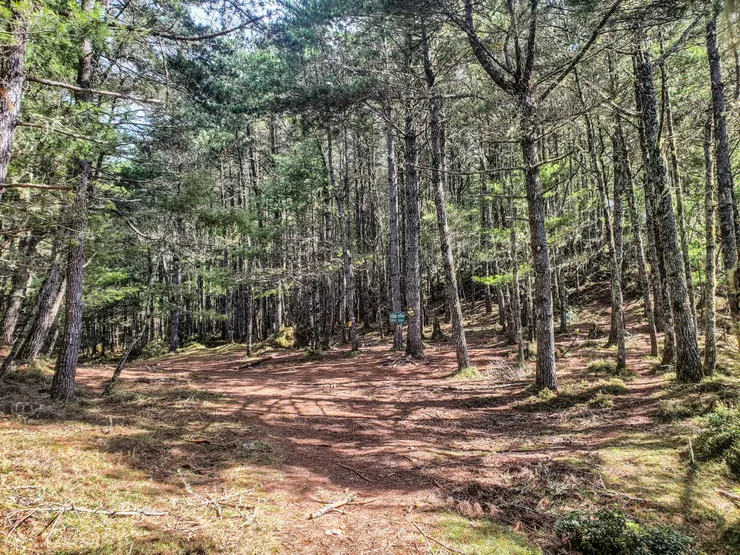 抵逹排球場營地