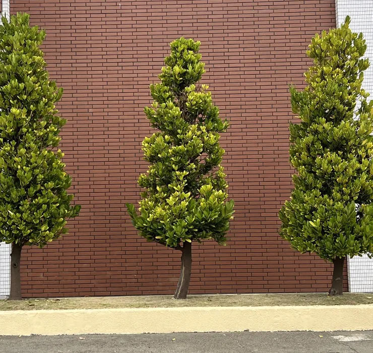 福木生長狀況20231201