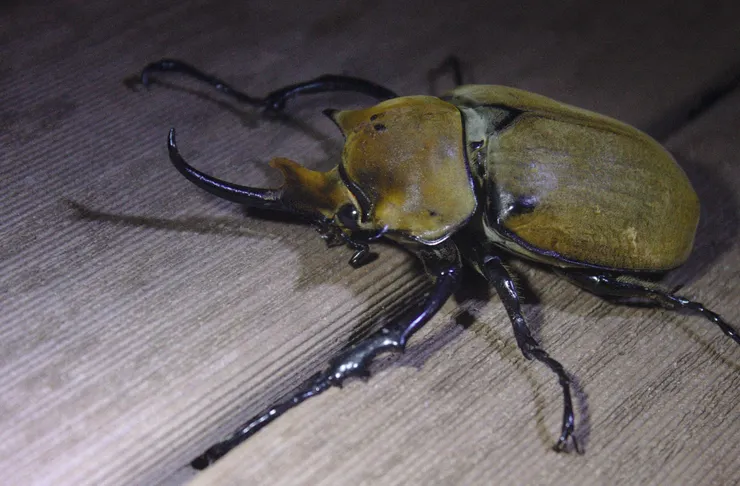  Étienne Lacroix-Carignan 做的觀察紀錄