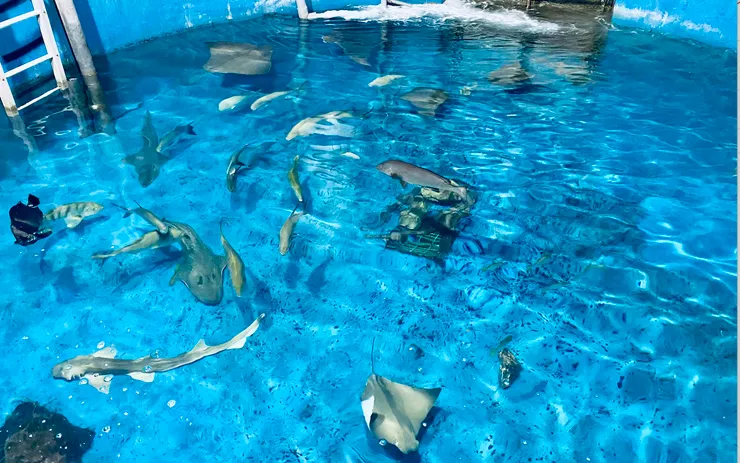 🐠《夜宿海生館》這池的海洋夥伴正被特別照護中,等恢復健康就會回歸前場。|圖:閒人