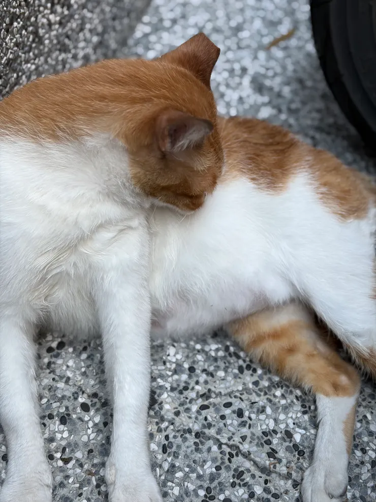 我跟橘子還在撐｜今天牠沒有吃飯