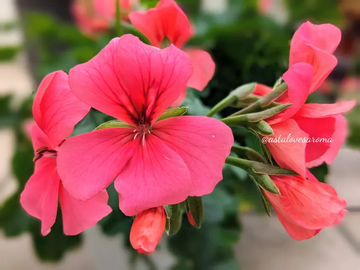 『垂葉天竺葵』