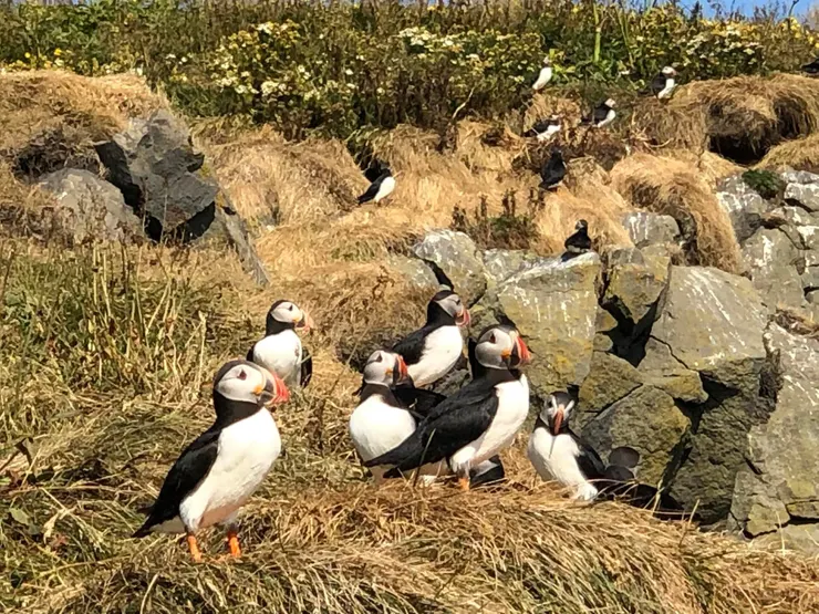這一側可就近看見群聚的海鸚。這是住在Vik的導遊司機附贈的行程。