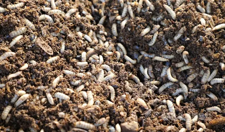 圖片截自於〈中央社 嘉義清潔隊養黑水虻每天吃200公斤廚餘 糞便能堆肥成蟲可餵魚〉