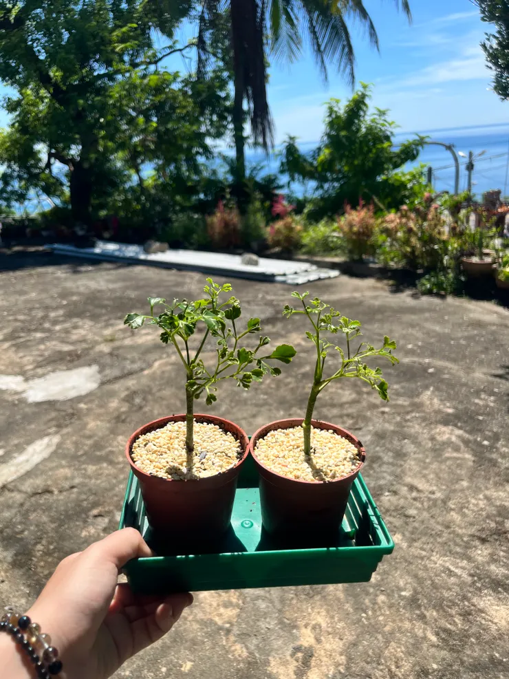 修剪一棵長得很奇特的福祿桐,拿來扦插