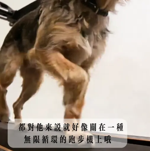 【PetLogic x ZooTecture|毛毛神經調查局】 Youtube頻道