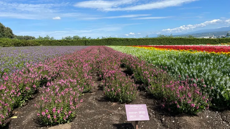 原來這個就是天使花。