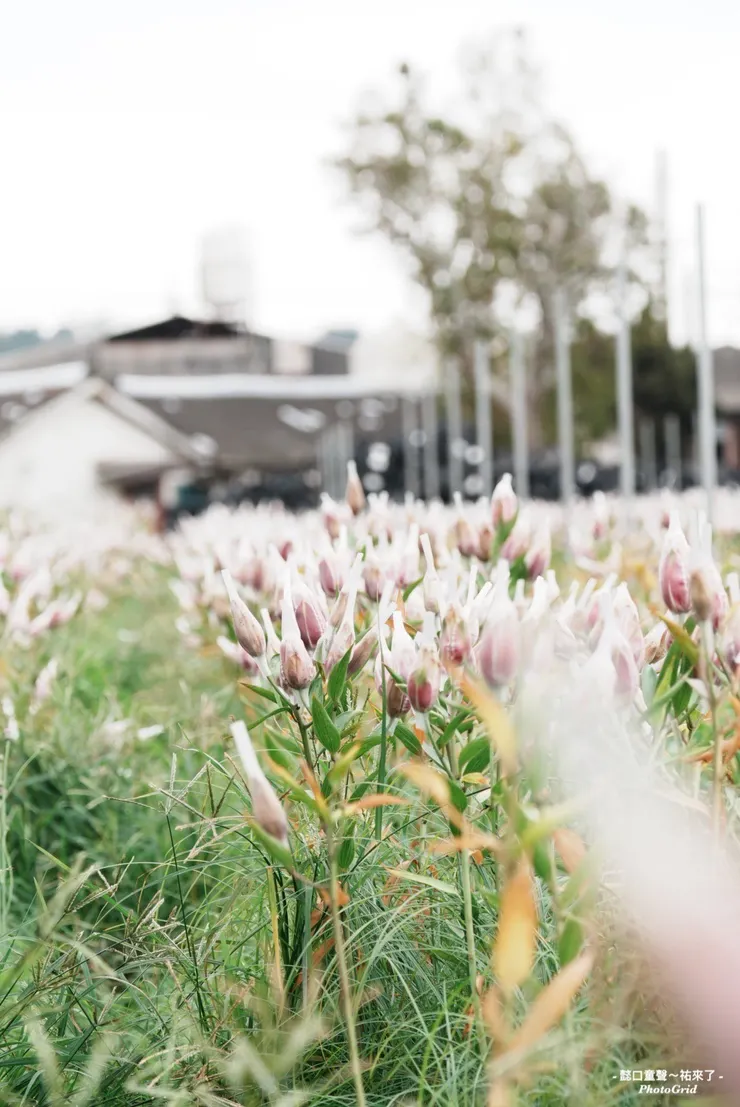 花田裡的玫瑰百合。