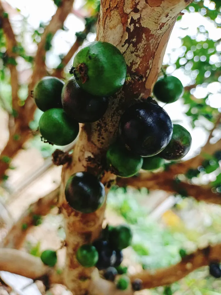 已結果的樹葡萄