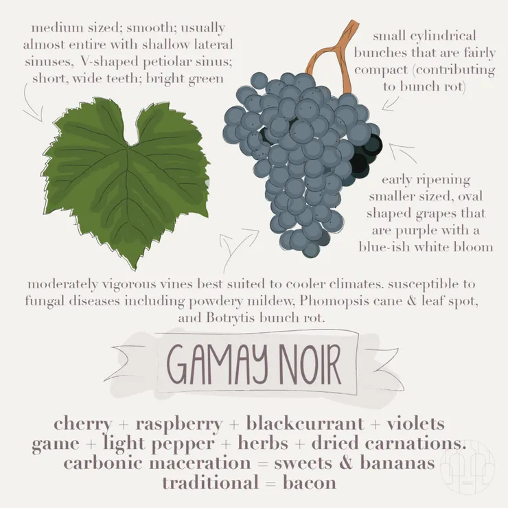 Gamay Noir - What's The Grape - Cape of Good Wine