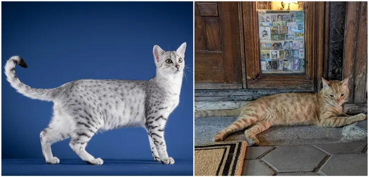 左側為純種的埃及貓，右側為我在路邊捕獲的埃及小貓咪，兩者的花紋是不是很相似呢😉 🔗圖片來源： ➡️左側：Wikipedia-Egyptian_Mau