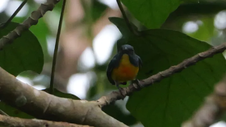 Yellow-rumped Flowerpecker 婆羅洲啄花鳥