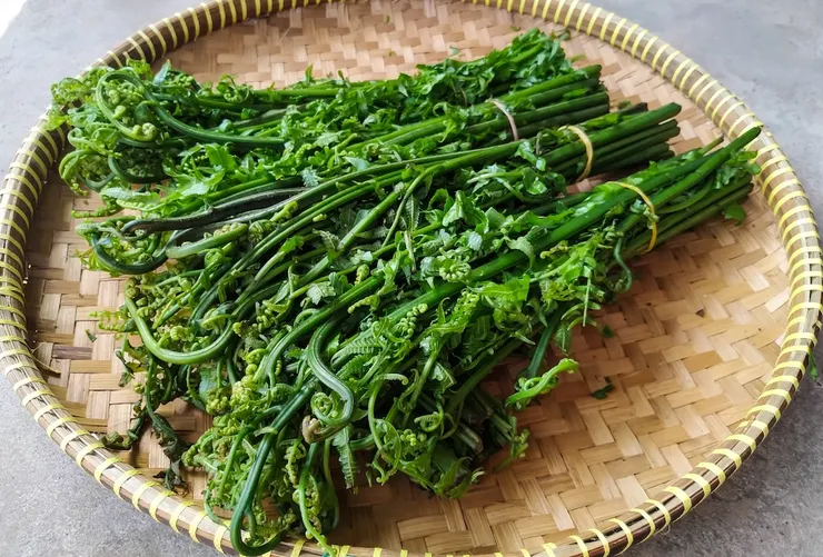 市場買到的過貓通常長這樣,可以注意最尖端的蜷曲感,就是蕨類的蜷曲感