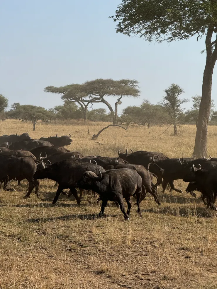 第一隻水牛一個扭頭，就集體轉向，讓水牛群瞬間分成兩群