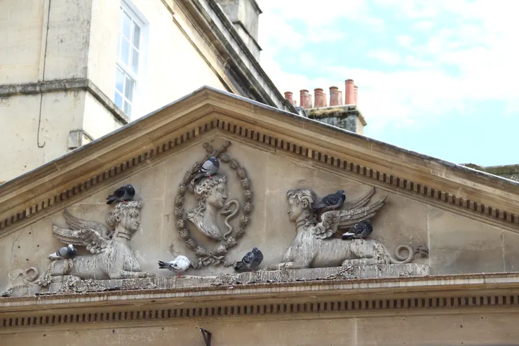 這是鵒子喜愛的遊樂場，對，就在它的頭上