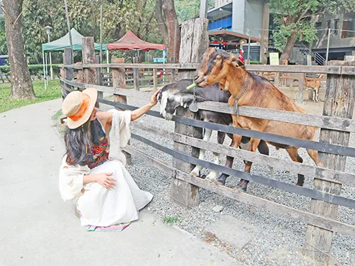 高雄大樹華一休閒牧場：與羊咩咩的近距離餵食互動。