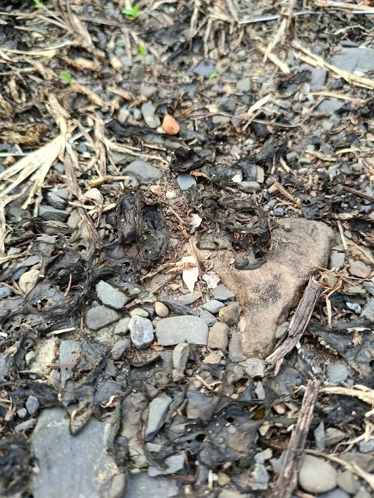 乍一瞧以為看見一坨狗大便