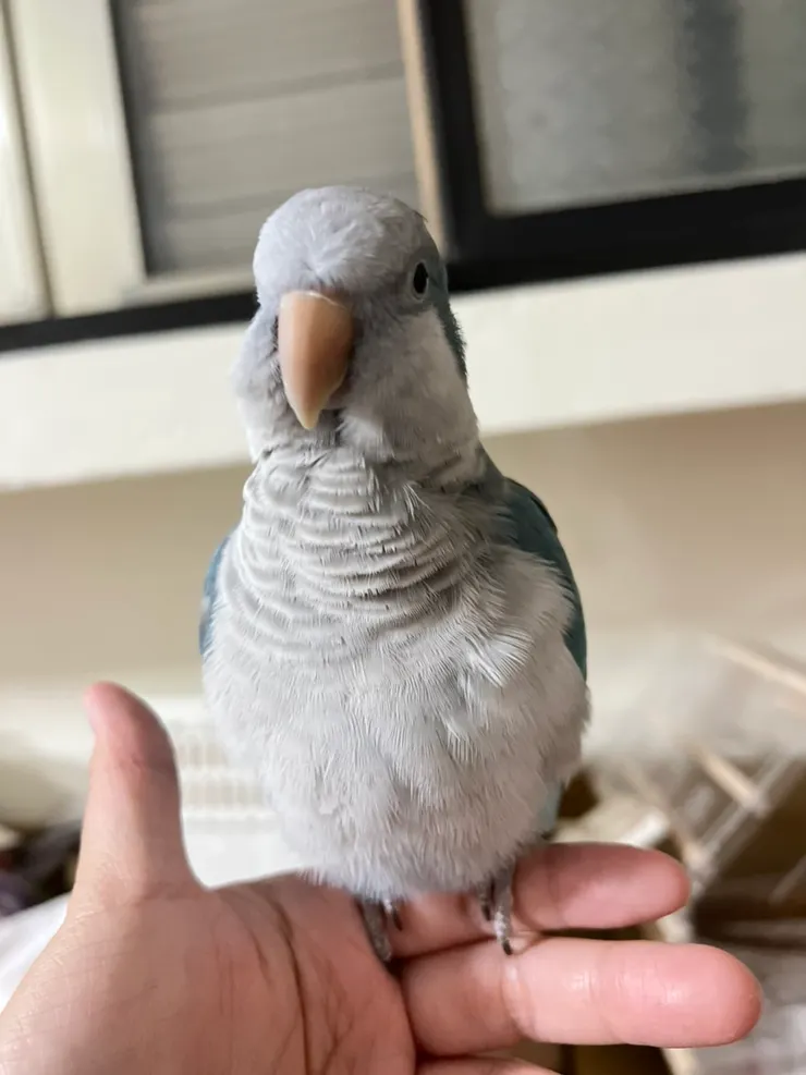 小娟家的鳥 洛基