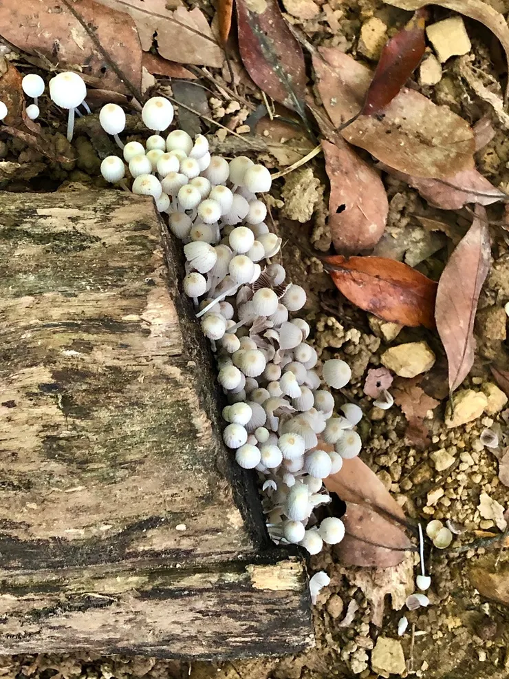 步道上不知名的菌類