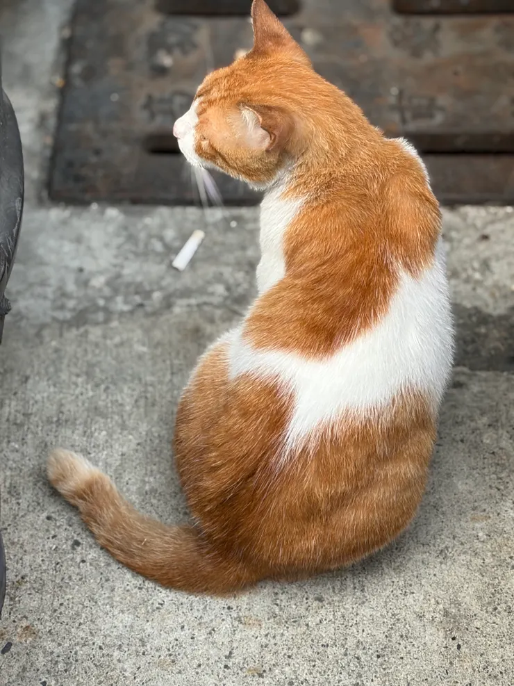 我跟橘子還在撐｜牠開始在早晨等我了