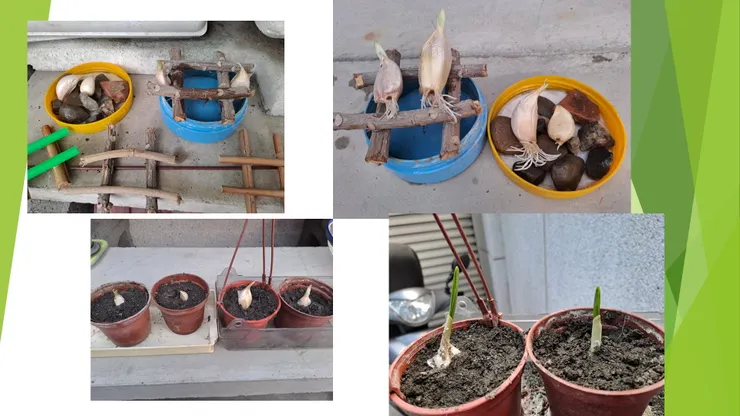 蒜頭用隔空誘根，避免浸水發爛