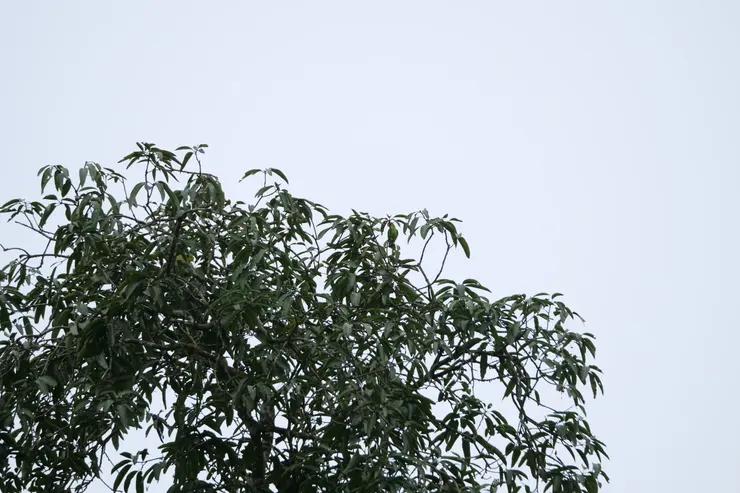 遠遠的右上角有一隻