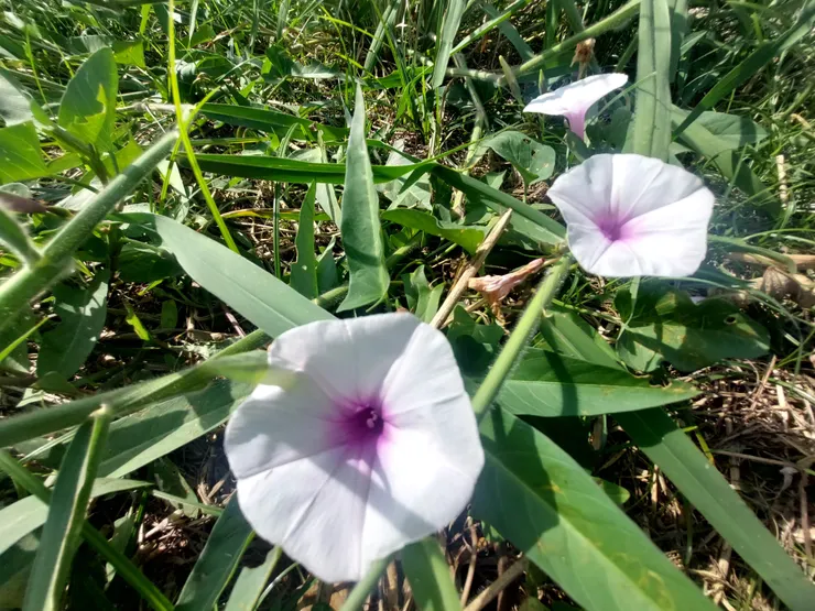 喜歡生長在水邊濕地的空心菜花
